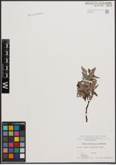 Foto von Salix cinerea L. x Salix viminalis L.